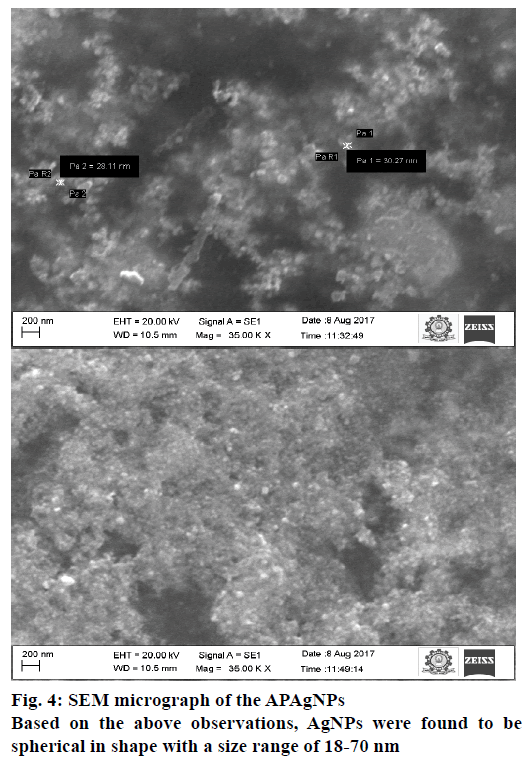 pharmaceutical-sciences-micrograph-spherical