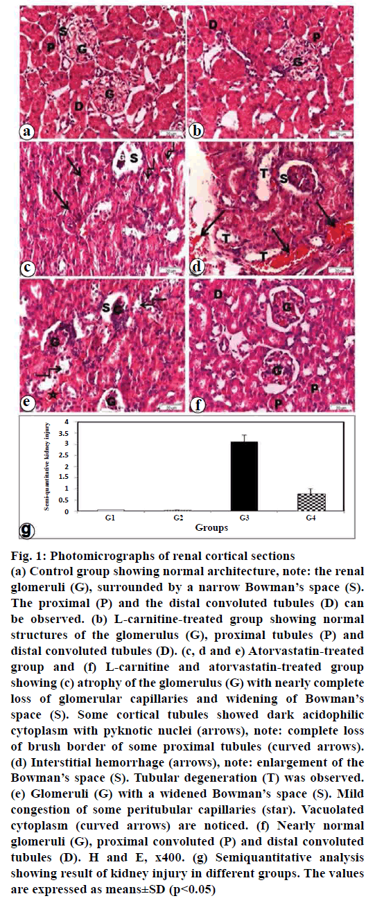 pharmaceutical-sciences-photomicrographs-renal