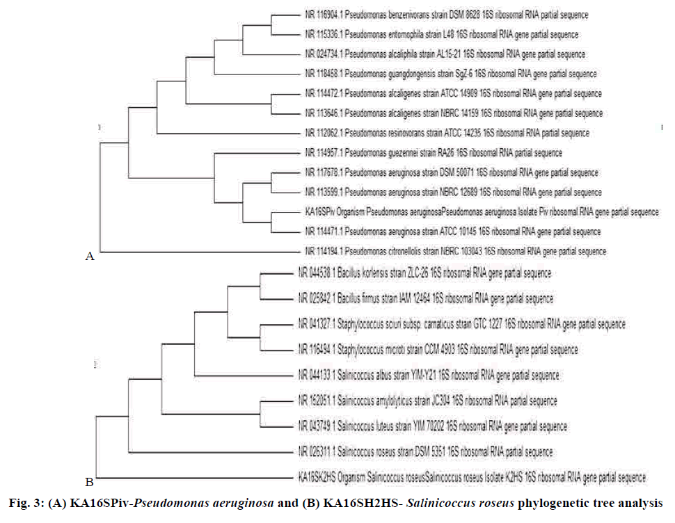 pharmaceutical-sciences-phylogenetic-tree