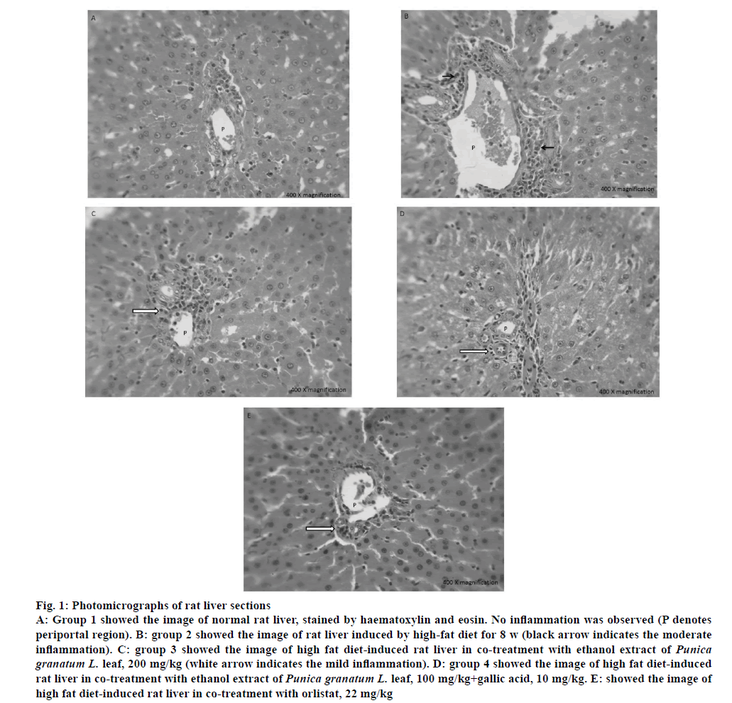 pharmaceutical-sciences-rat-liver