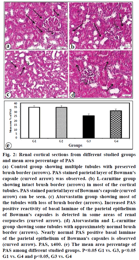 pharmaceutical-sciences-renal-cortical