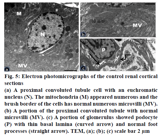 pharmaceutical-sciences-renal-cortical