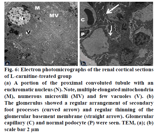 pharmaceutical-sciences-renal-cortical