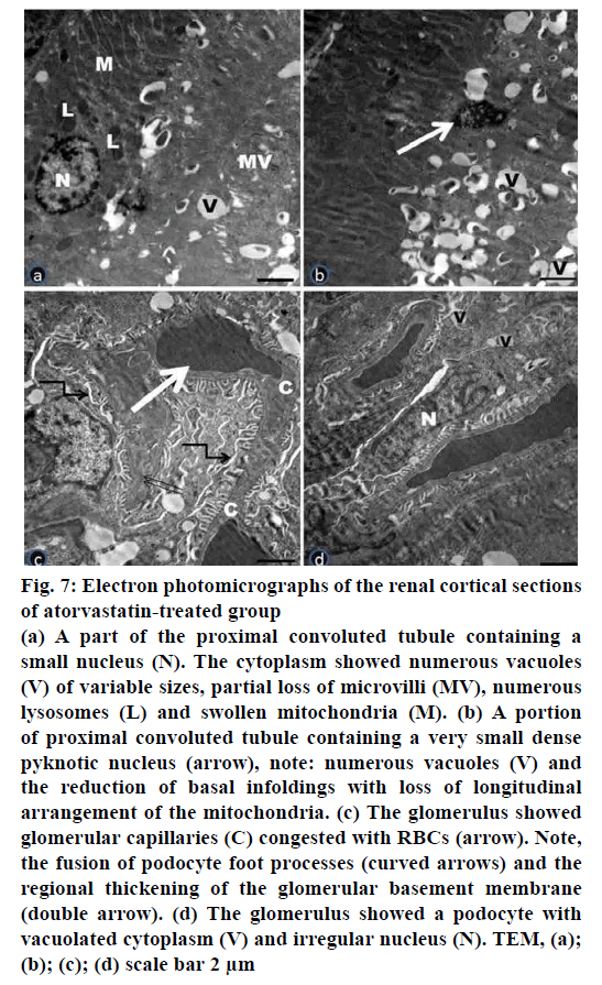 pharmaceutical-sciences-renal-cortical