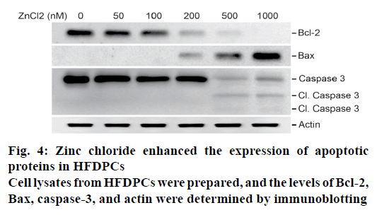 pharmaceutical-sciences-zinc-chloride-apoptotic