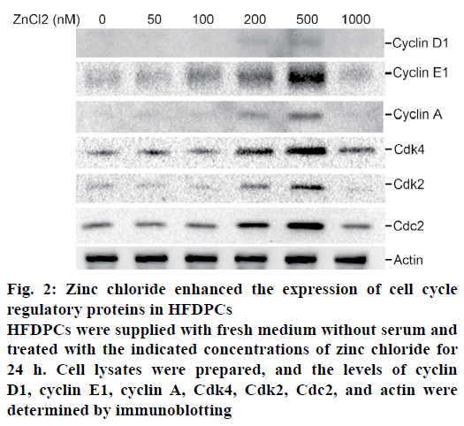 pharmaceutical-sciences-zinc-chloride-proteins